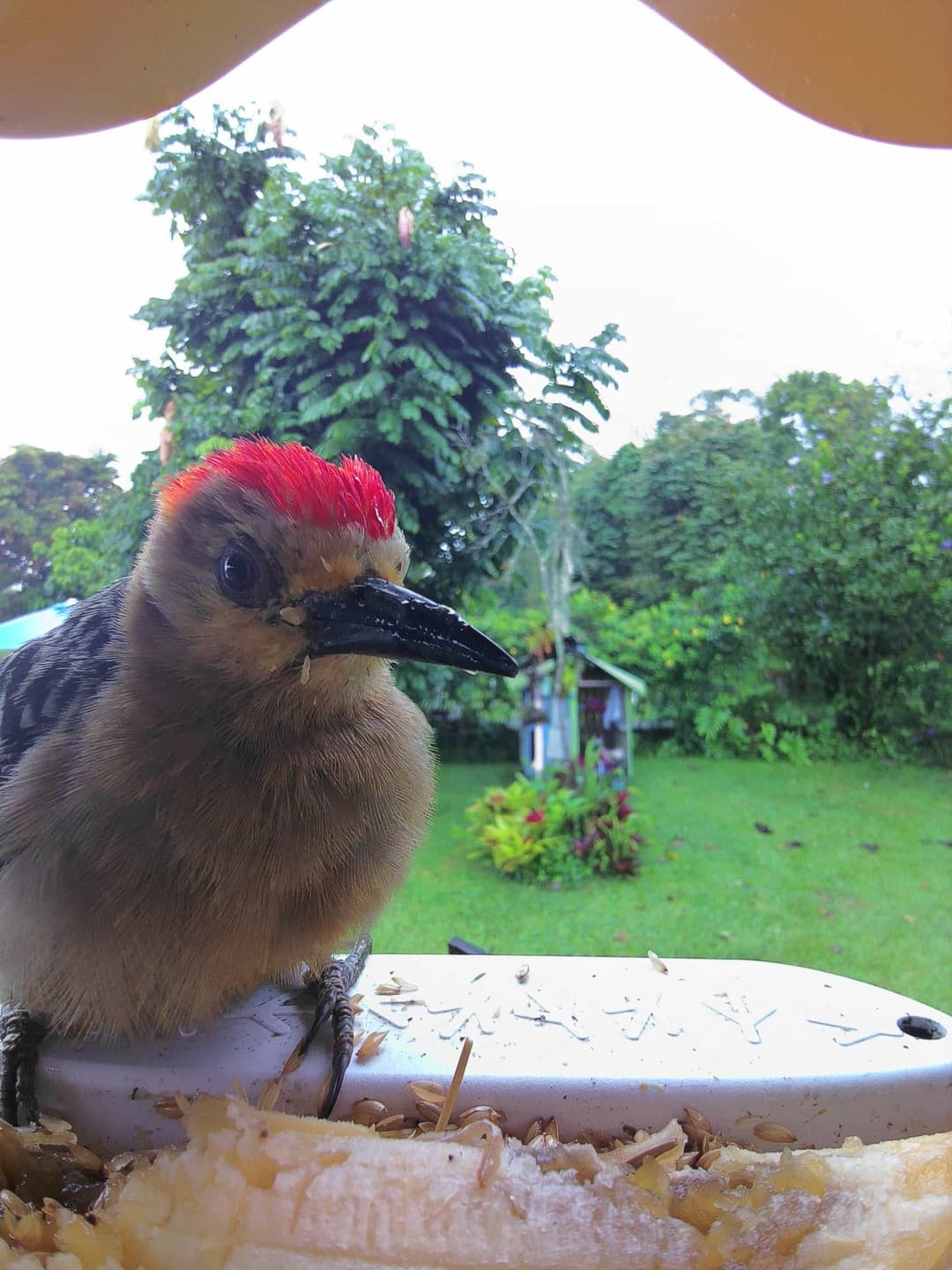 Red-Crowned Woodpecker