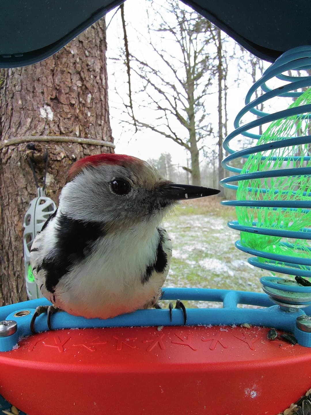 Middle Spotted Woodpecker