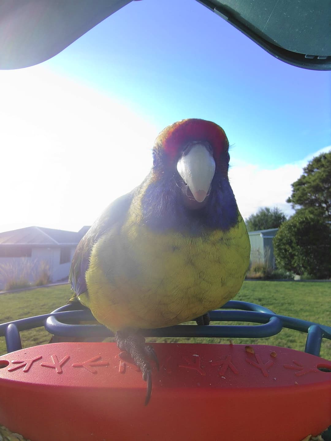 Green Rosella