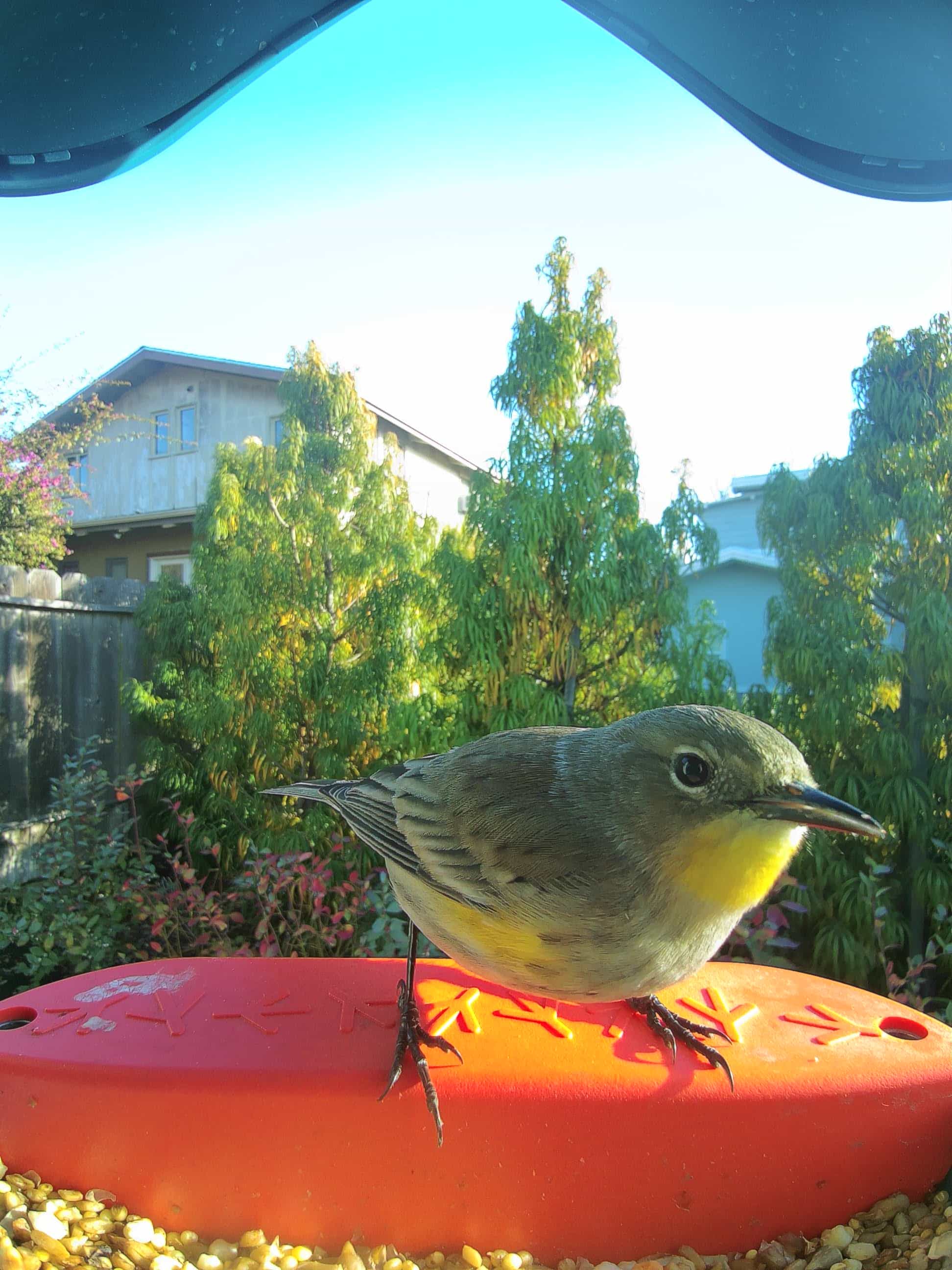 Isla Vista on a feeder