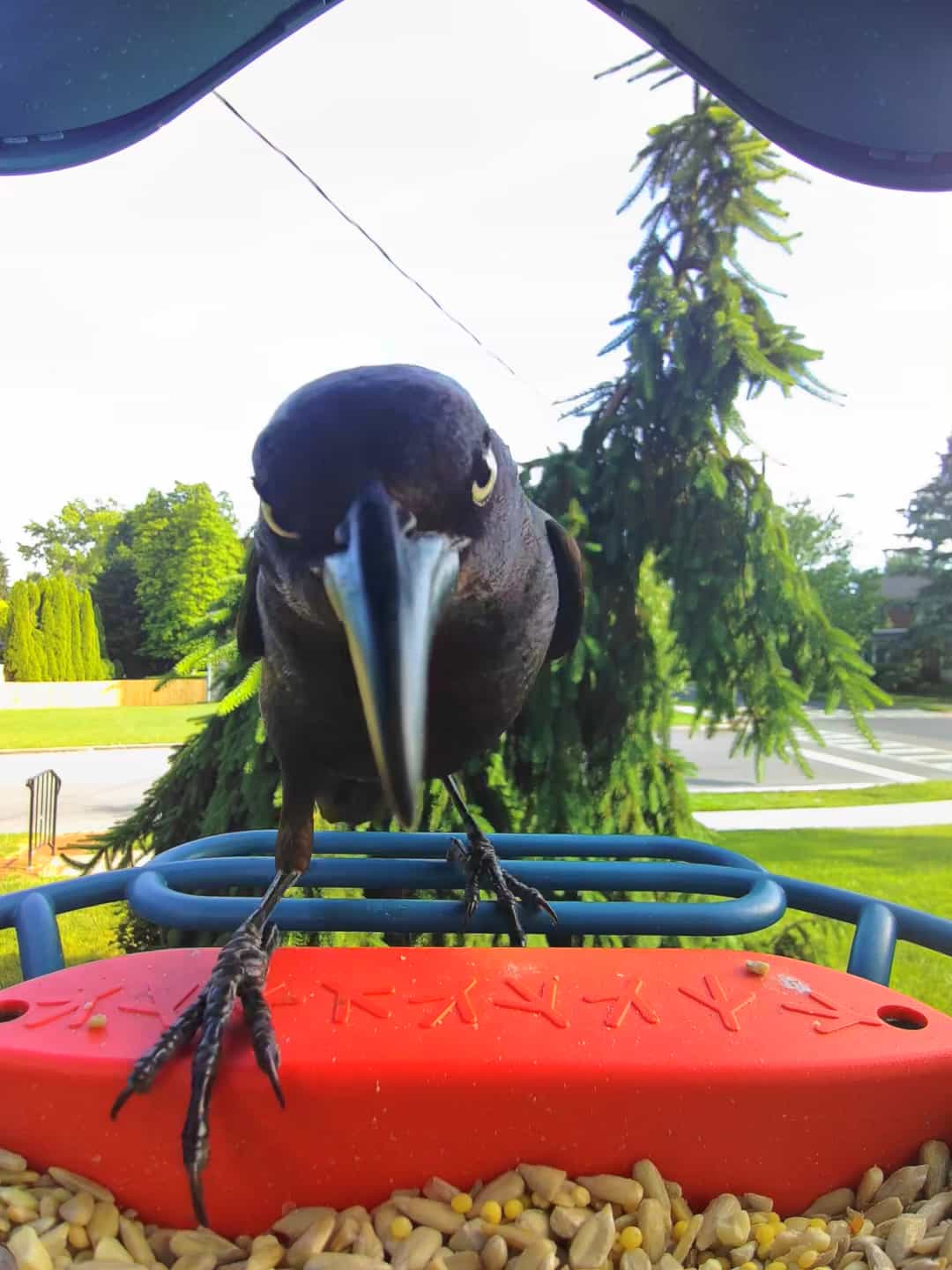 Common Grackle
