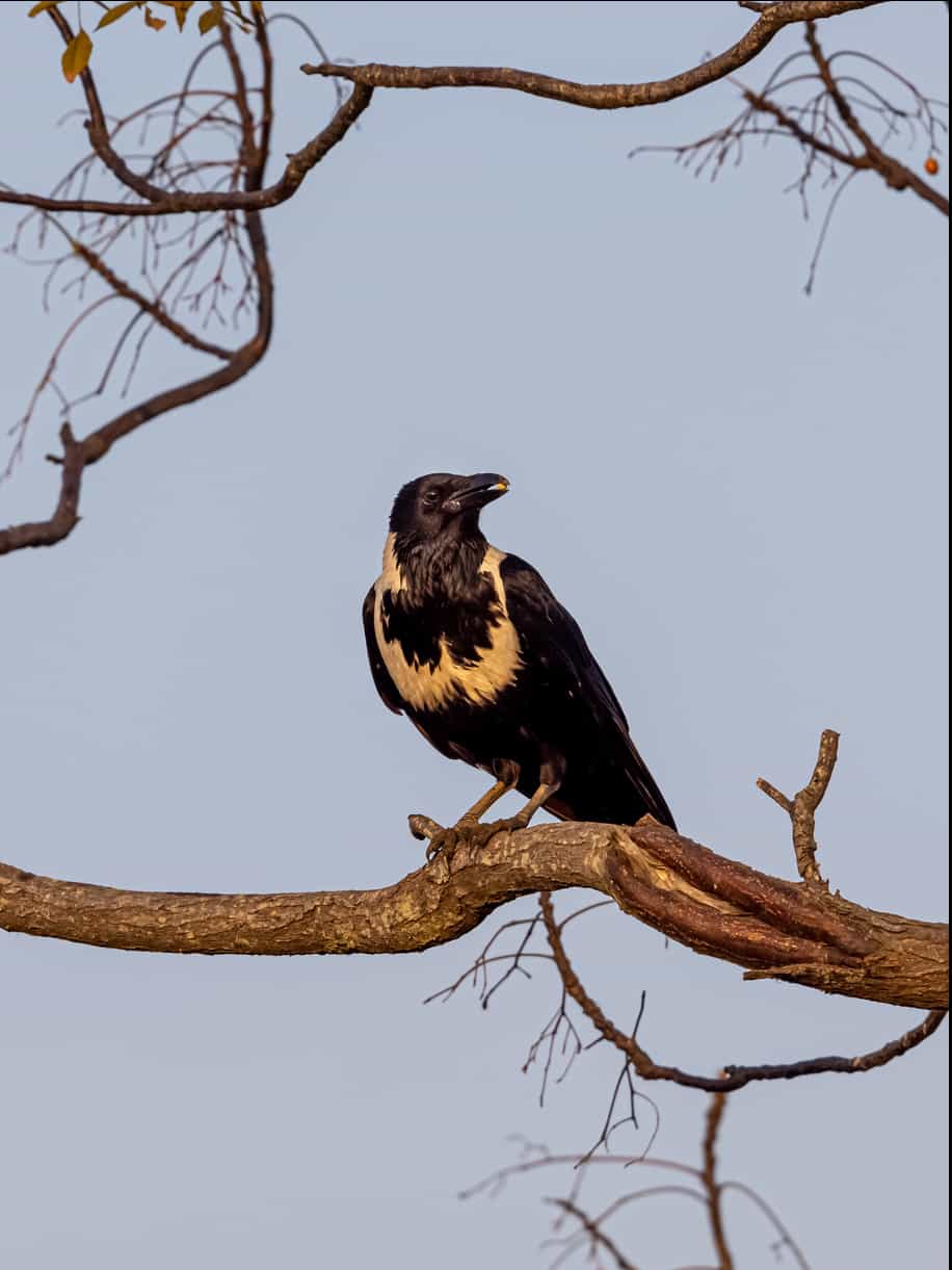 Collared Crow