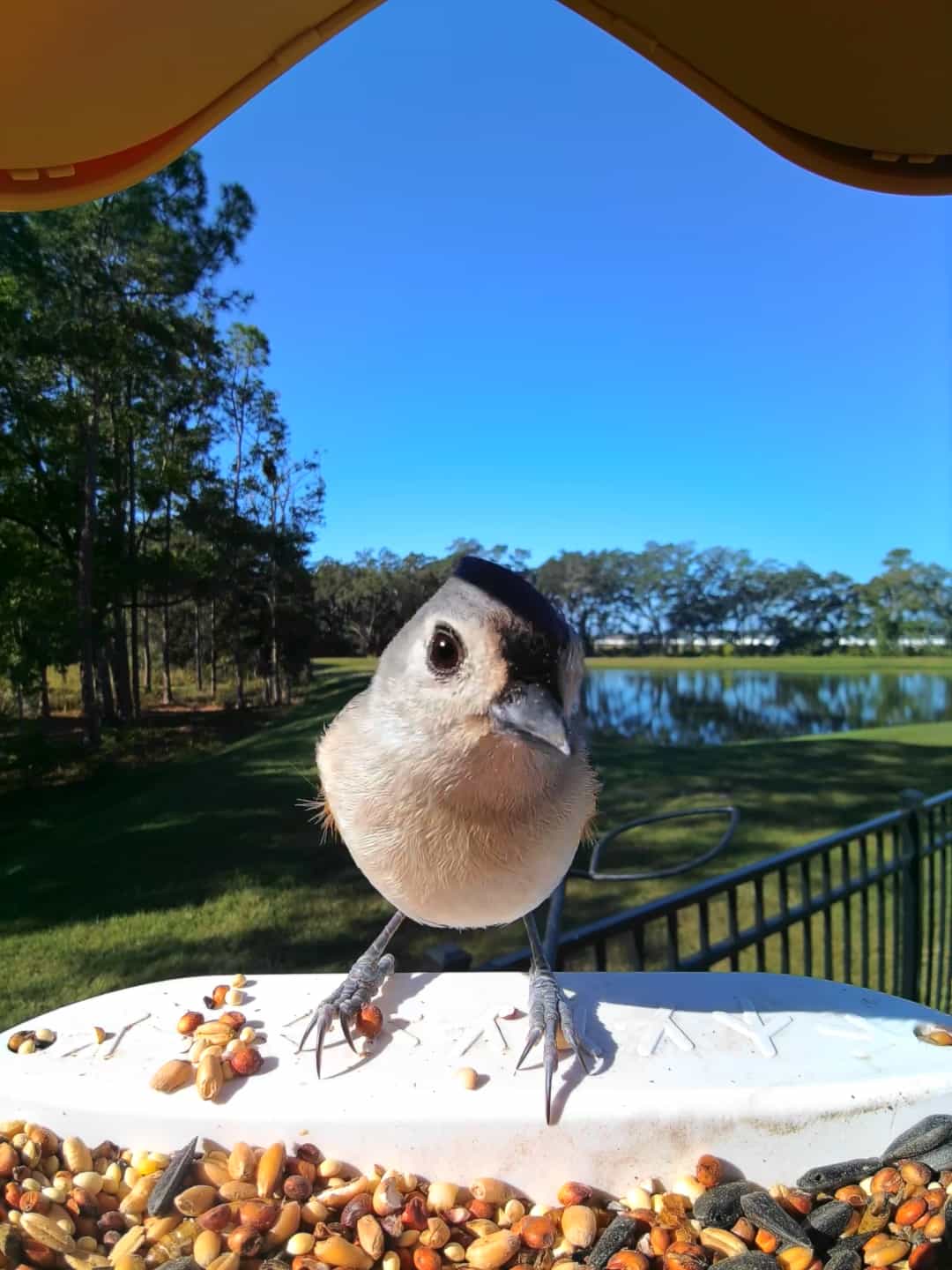 Red Wing on a feeder