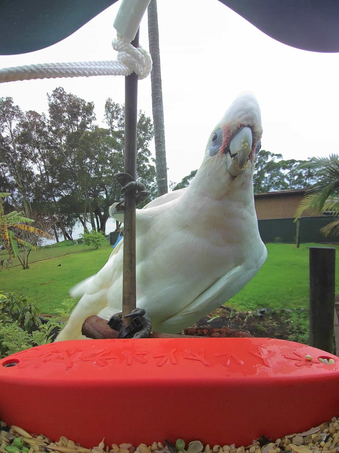 Little Corella