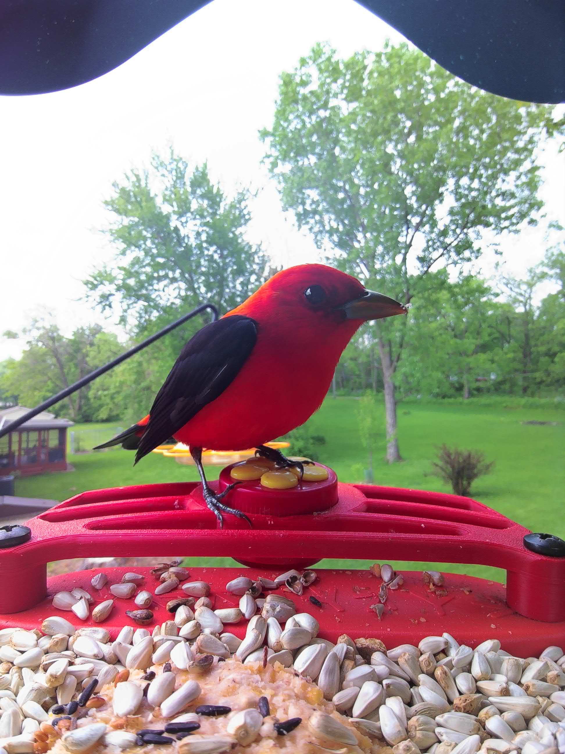 La Crosse on a feeder