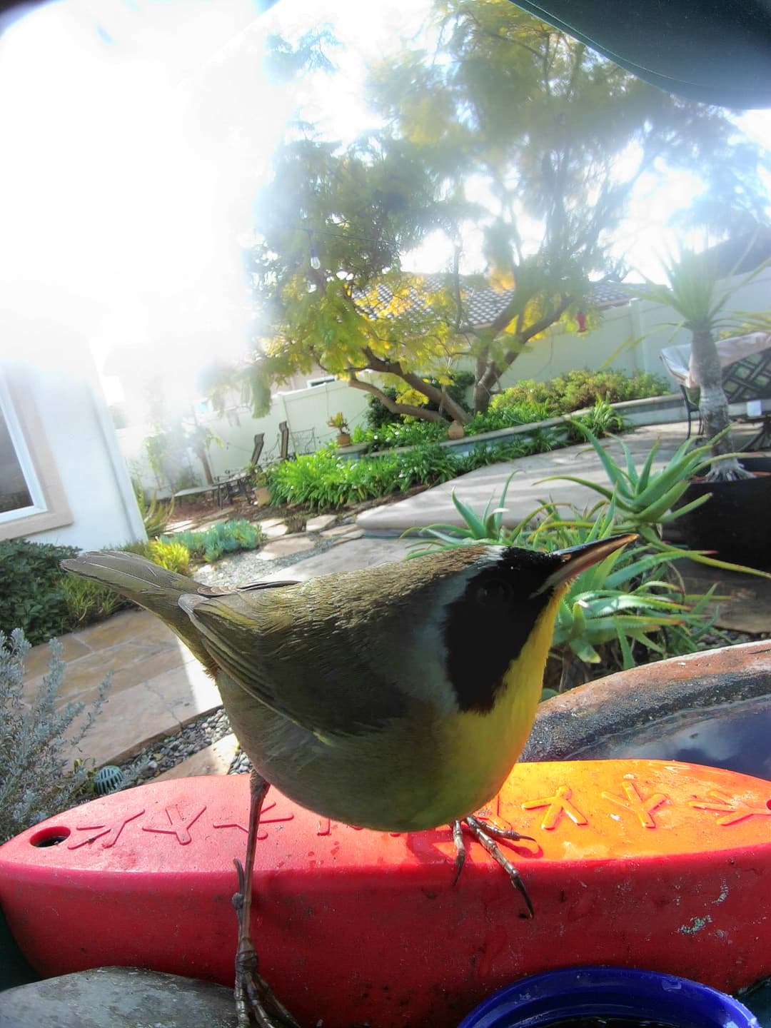 Common Yellowthroat