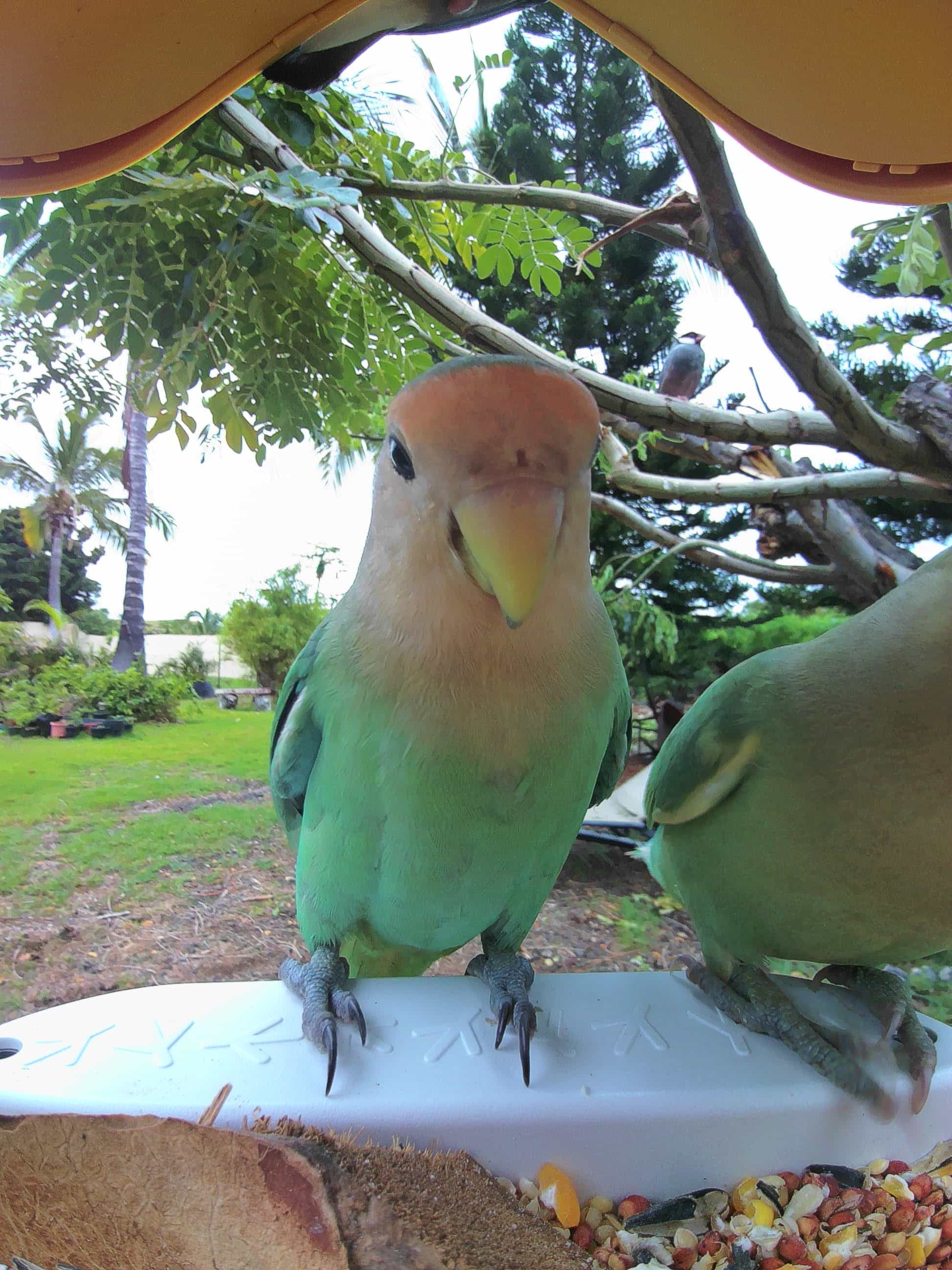 Honolulu on a feeder