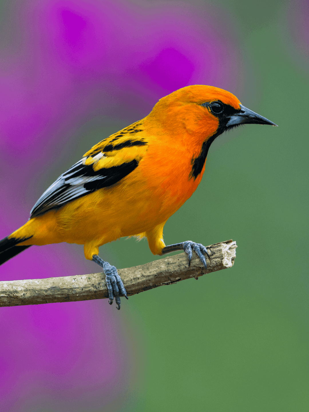 Streak-Backed Oriole