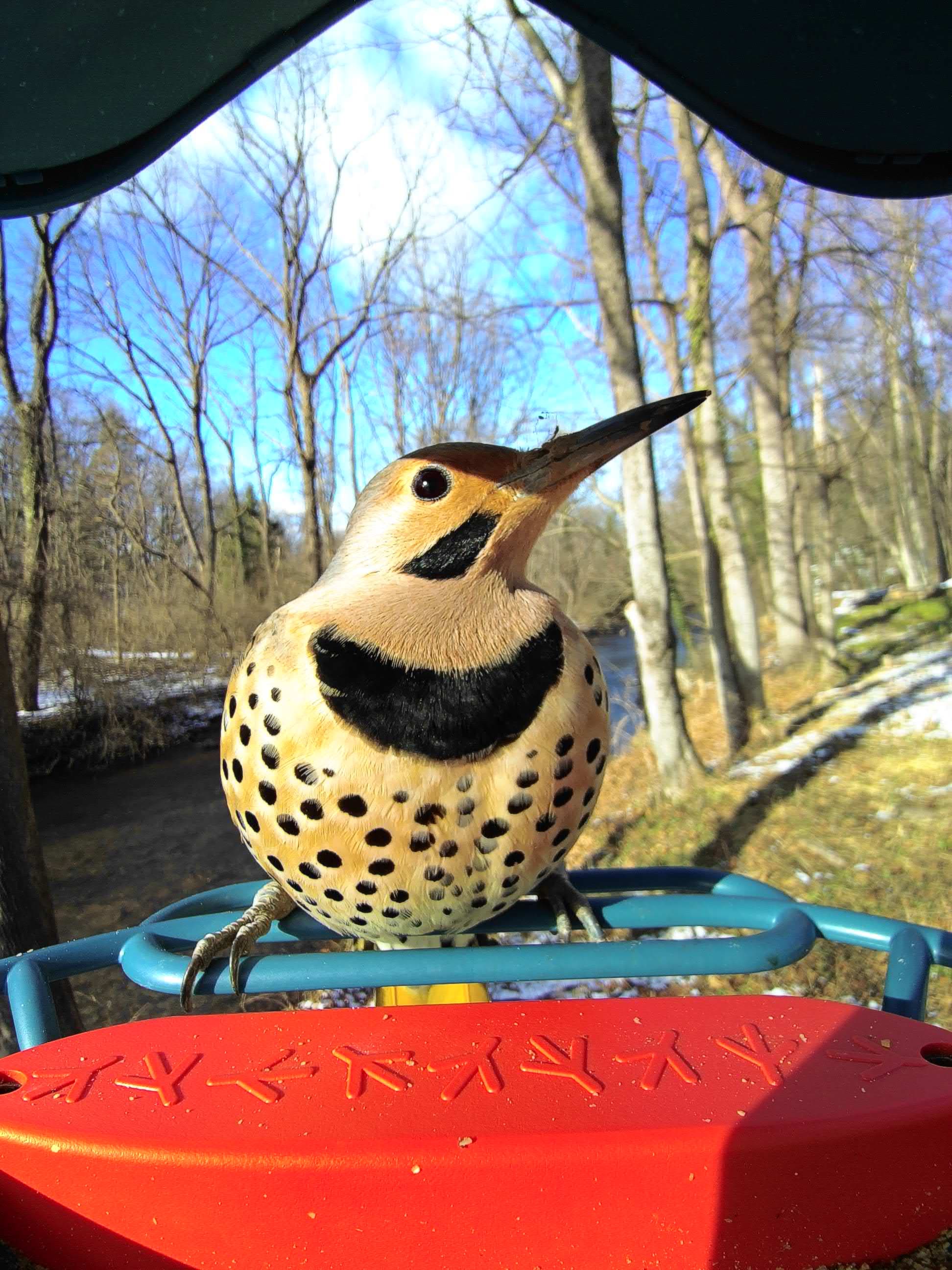Red Wing on a feeder