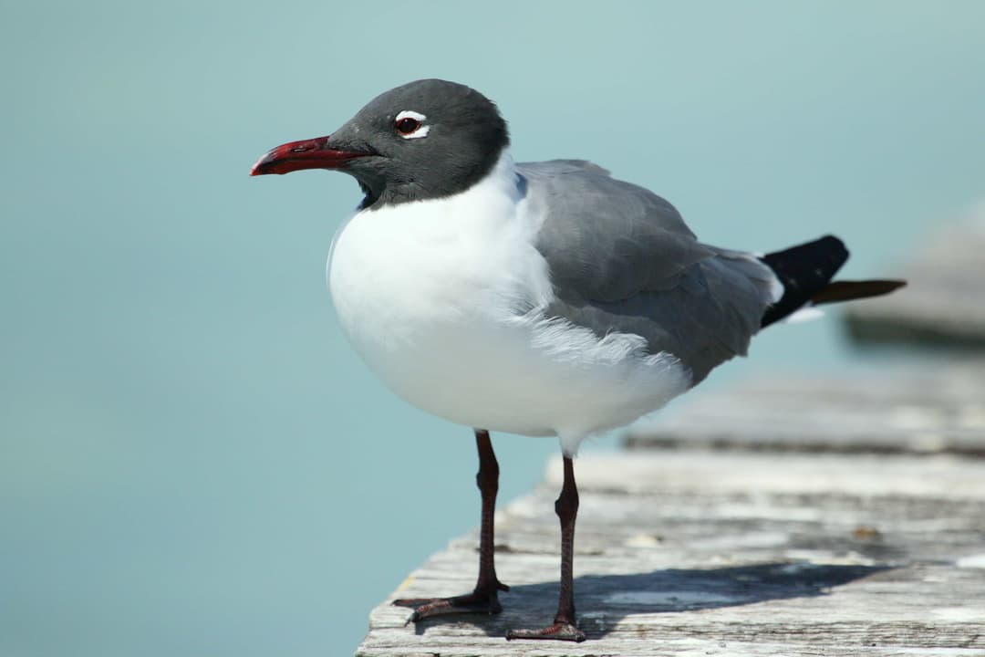 Laughing Gull