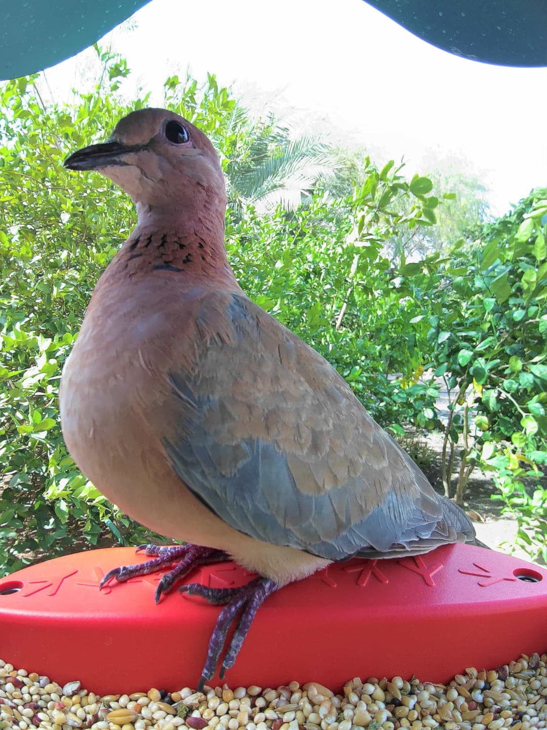 Pigeon