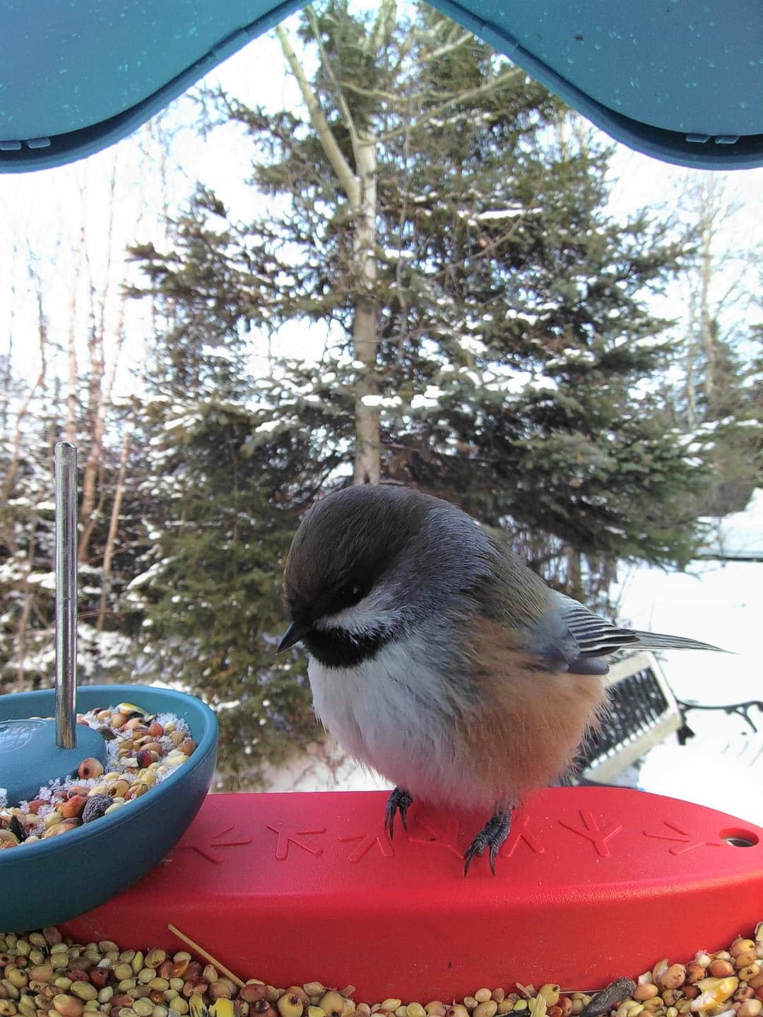Boreal Chickadee