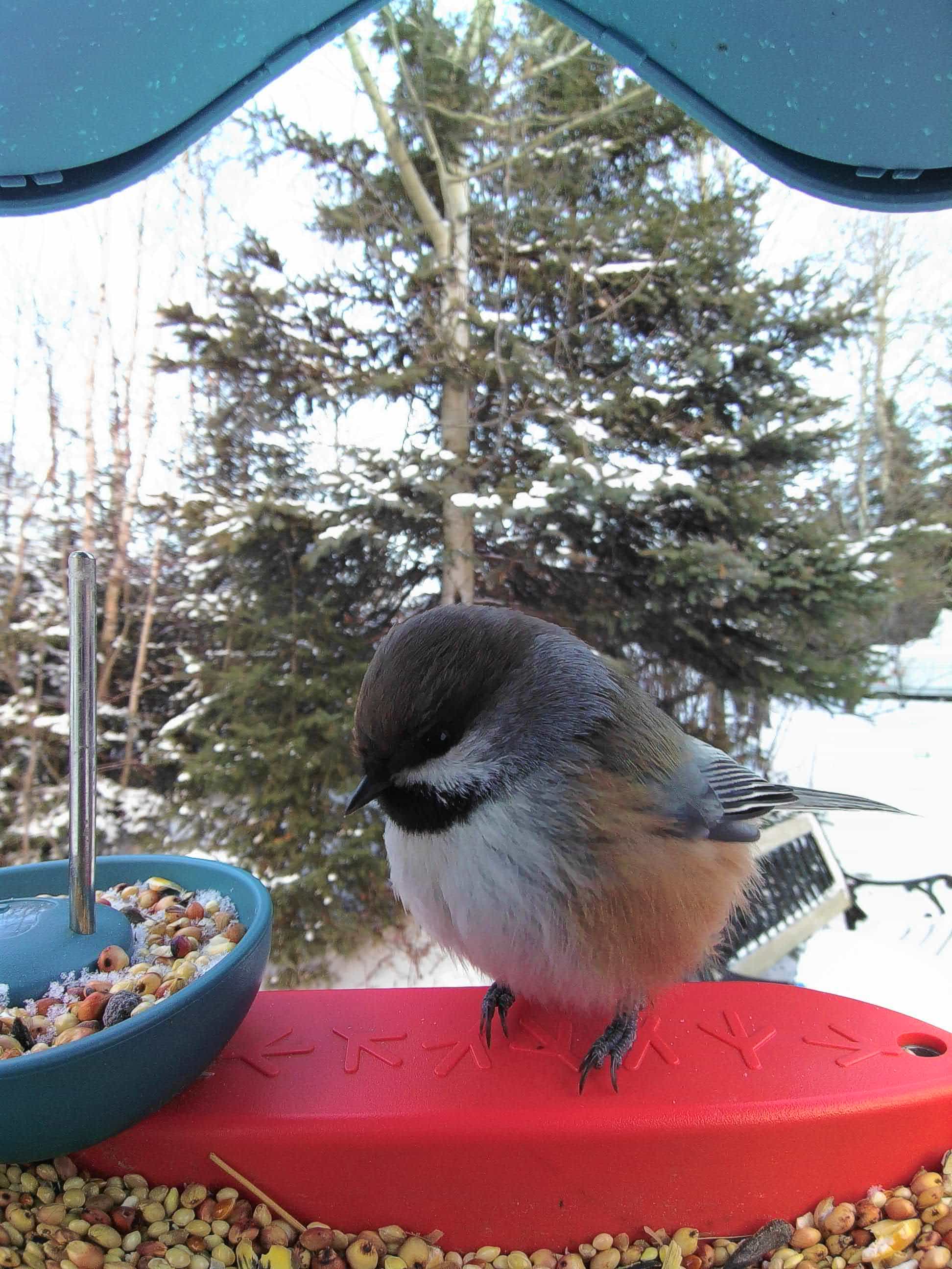 Smithfield on a feeder