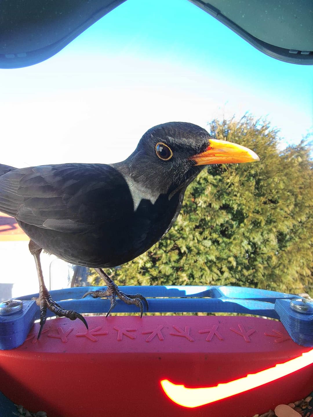 Common Blackbird