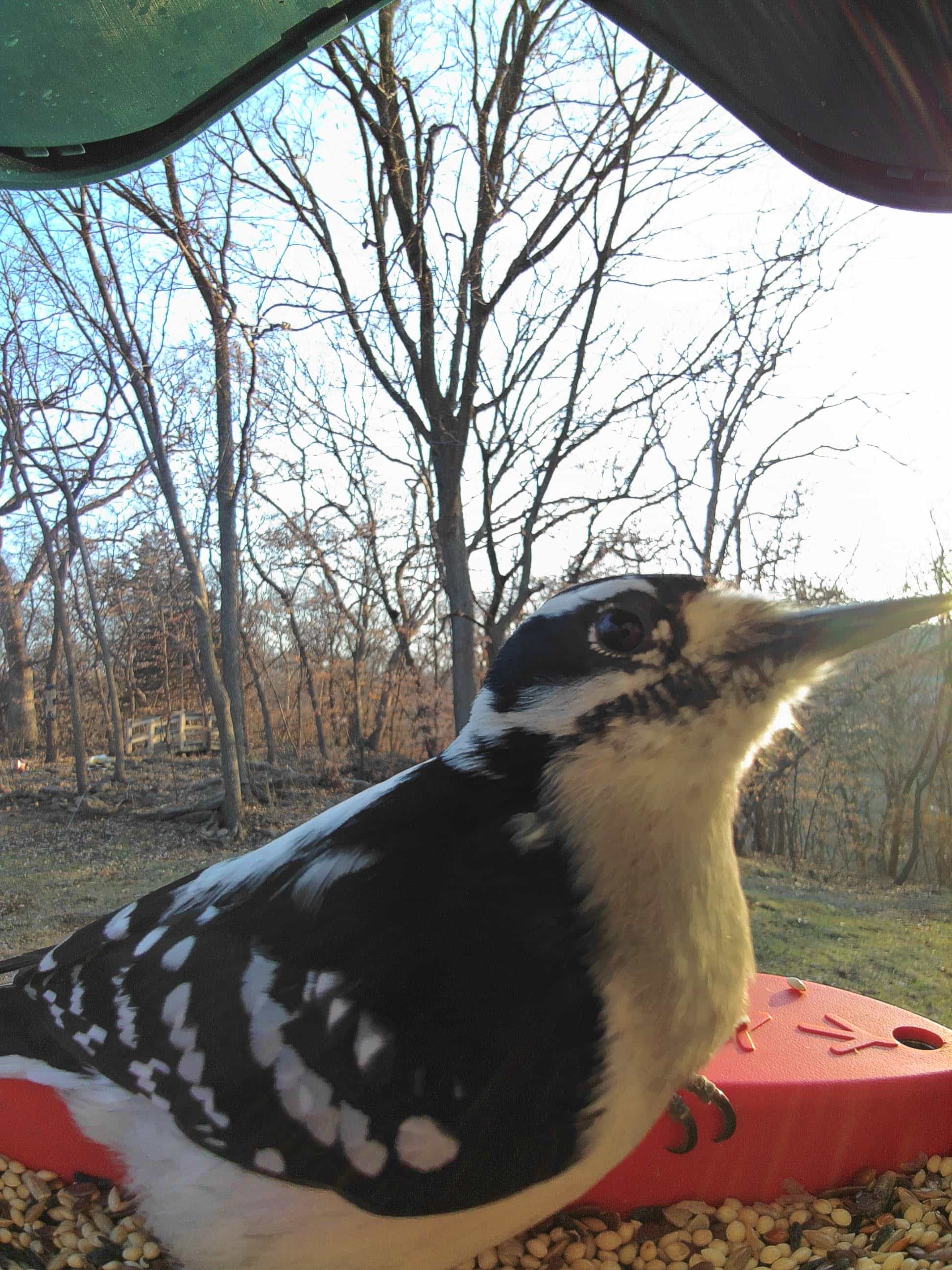 Red Wing on a feeder