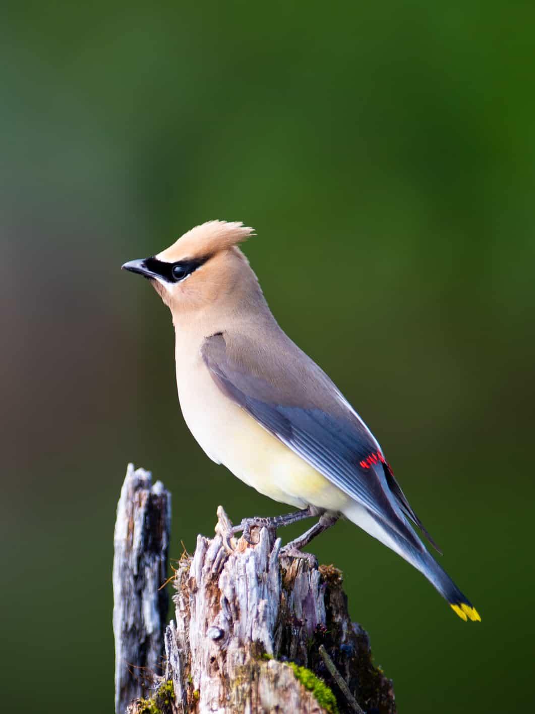 Cedar Waxwing