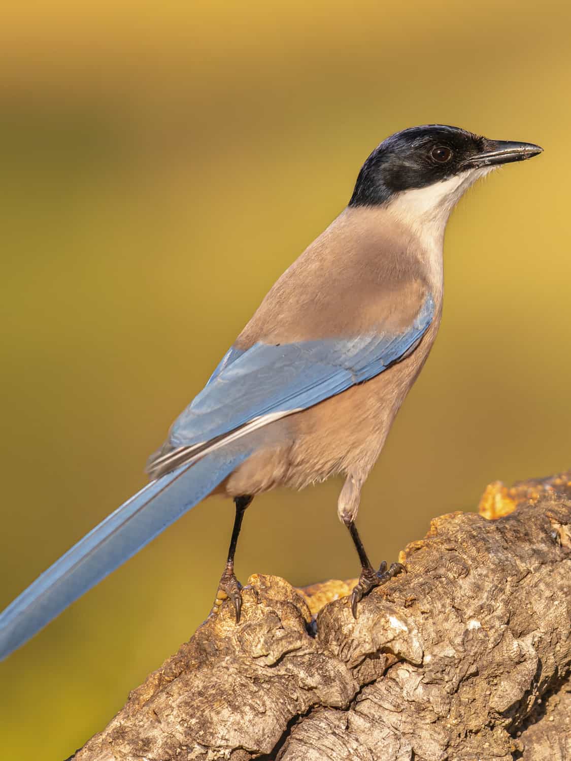 Iberian Magpie
