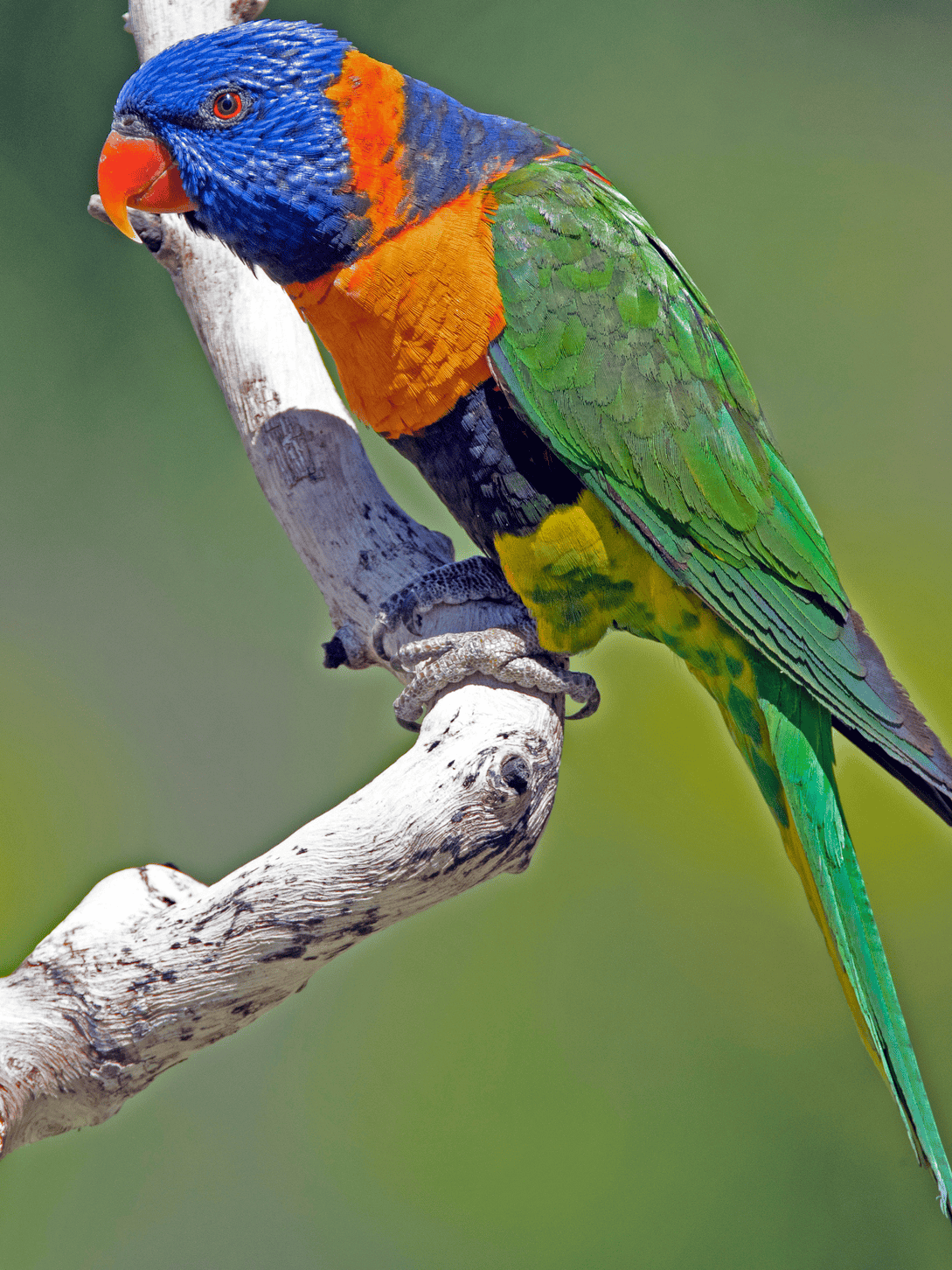 Red-Collared Lorikeet