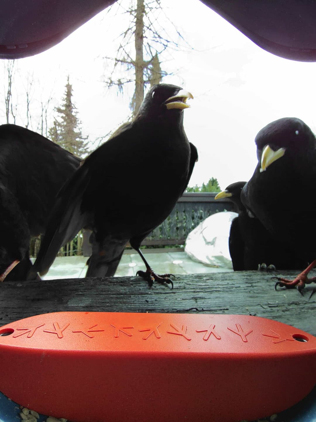 Alpine Chough