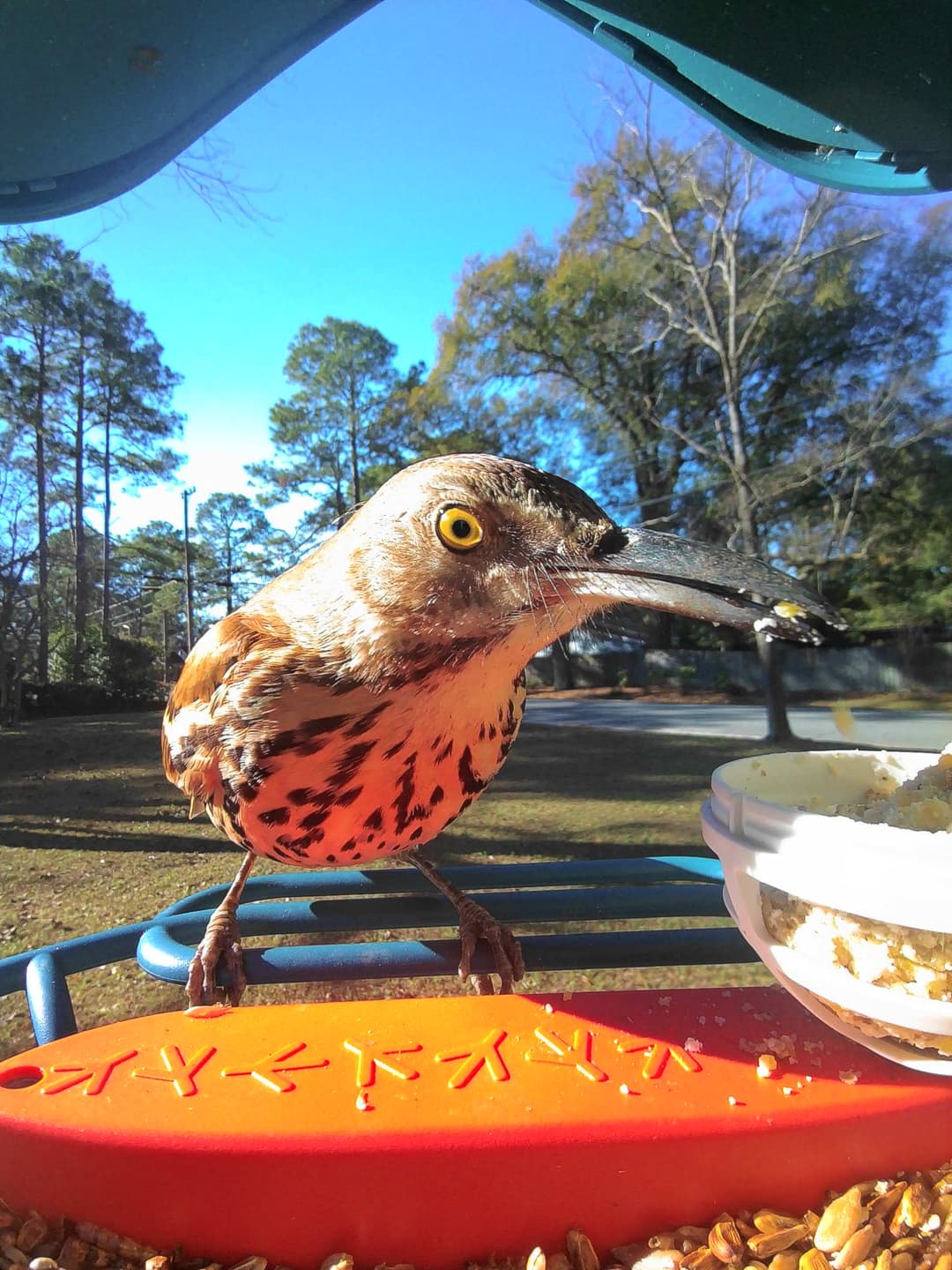Brown thrasher