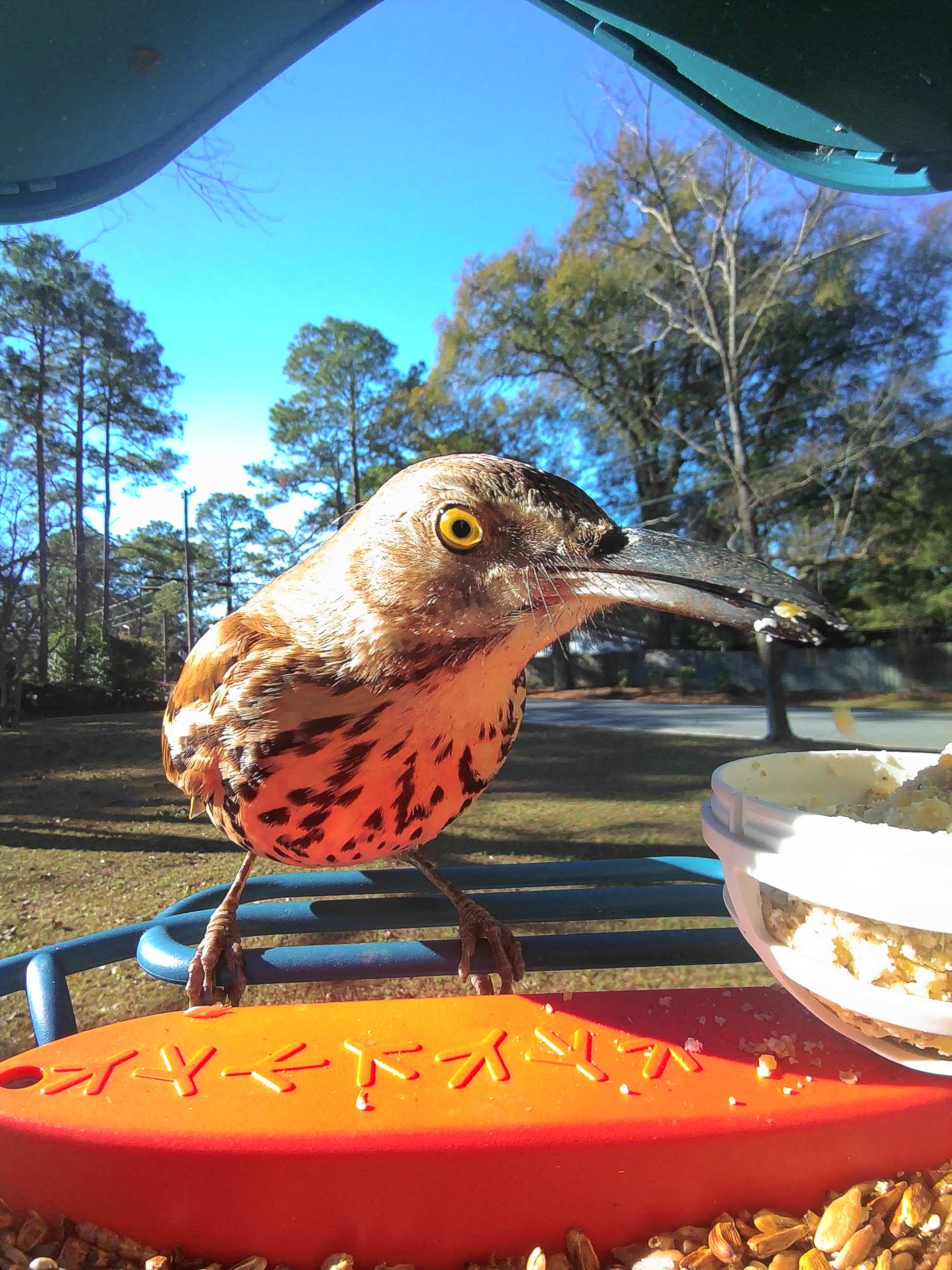 Oviedo on a feeder