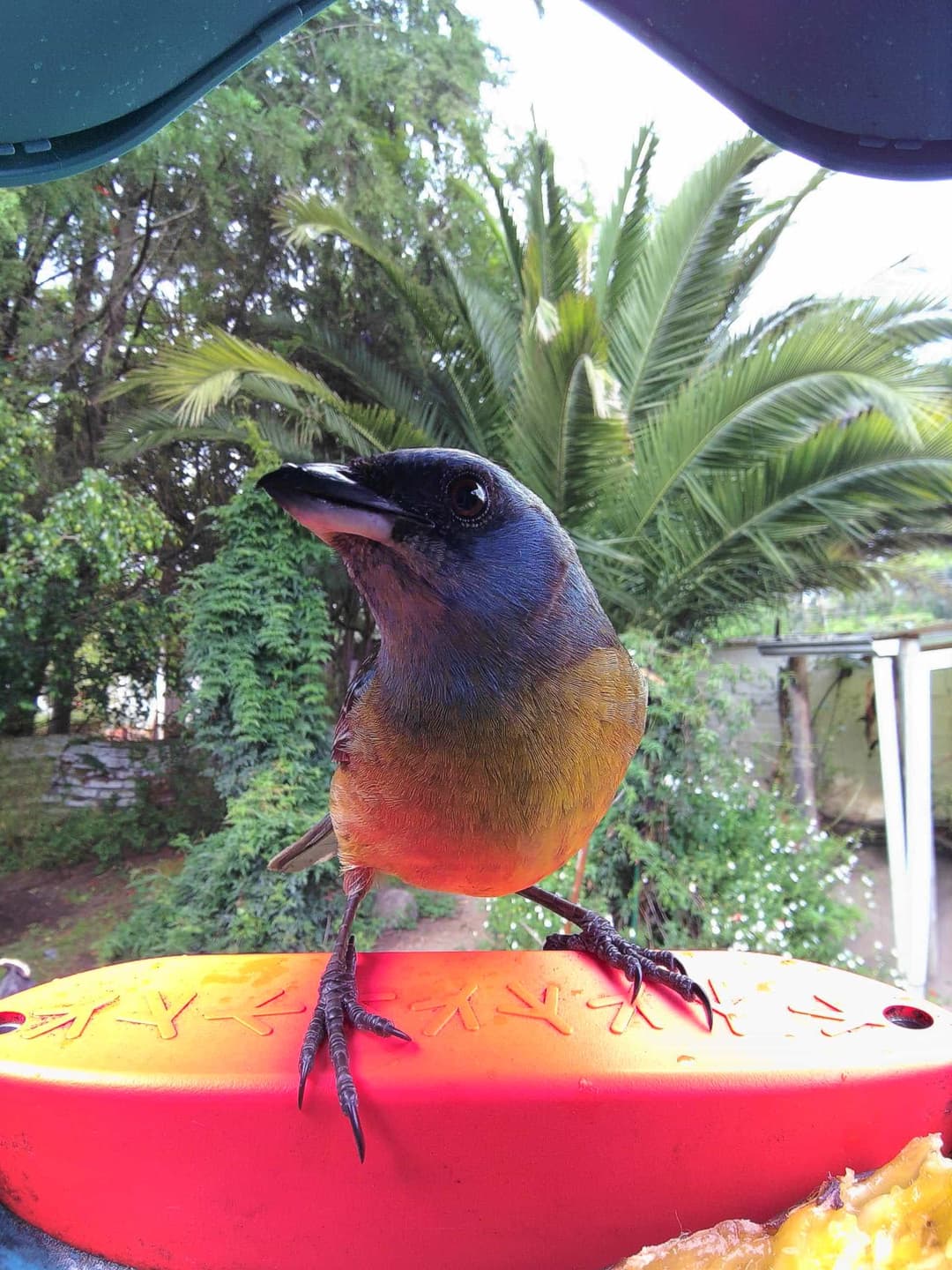 Blue-and-Yellow Tanager