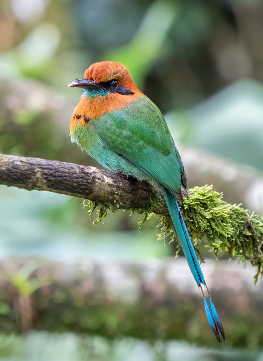 Broad-Billed Motmot