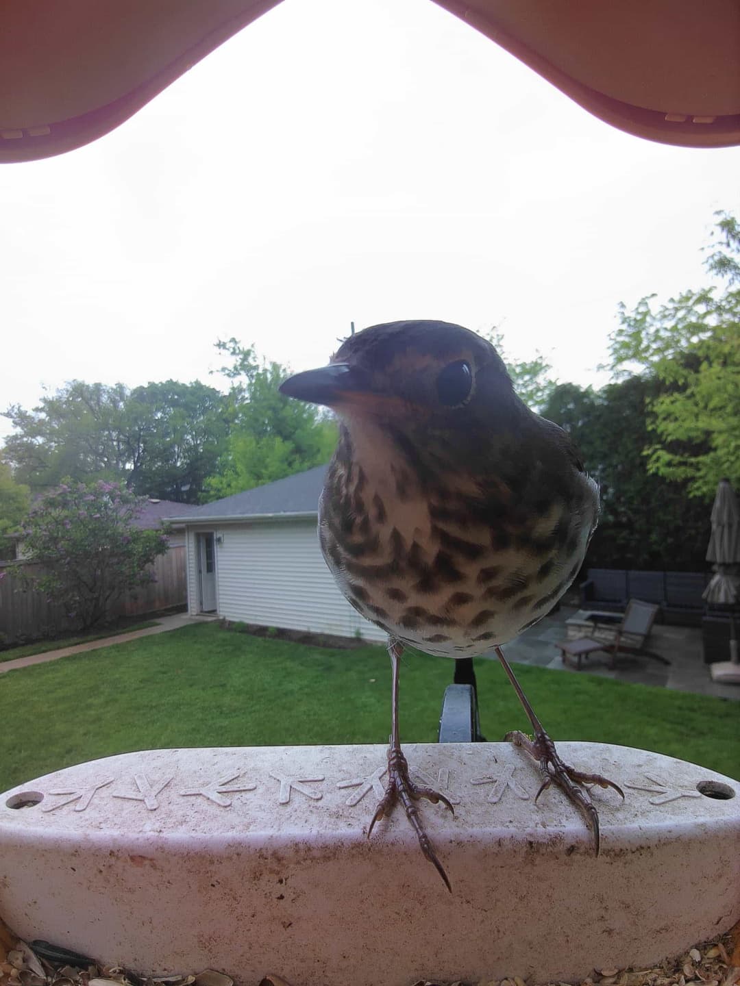 Swainson's Sparrow
