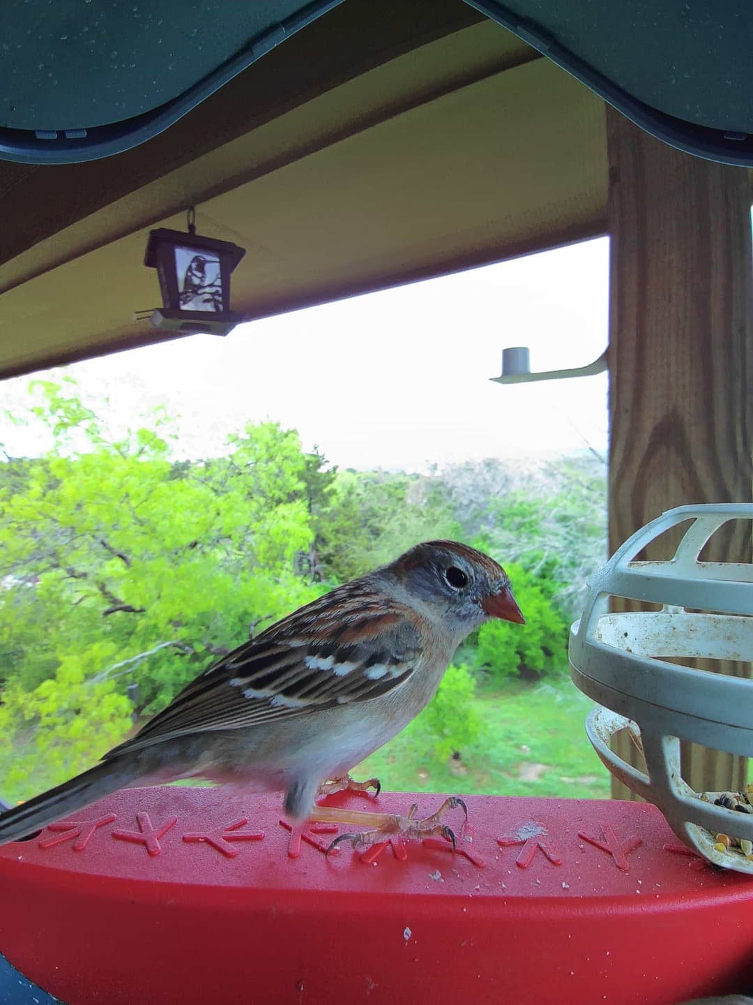 Field Sparrow