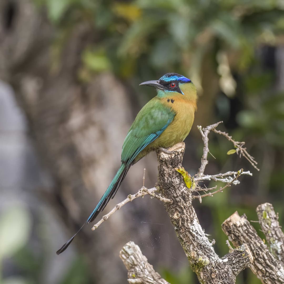 Lesson's Motmot