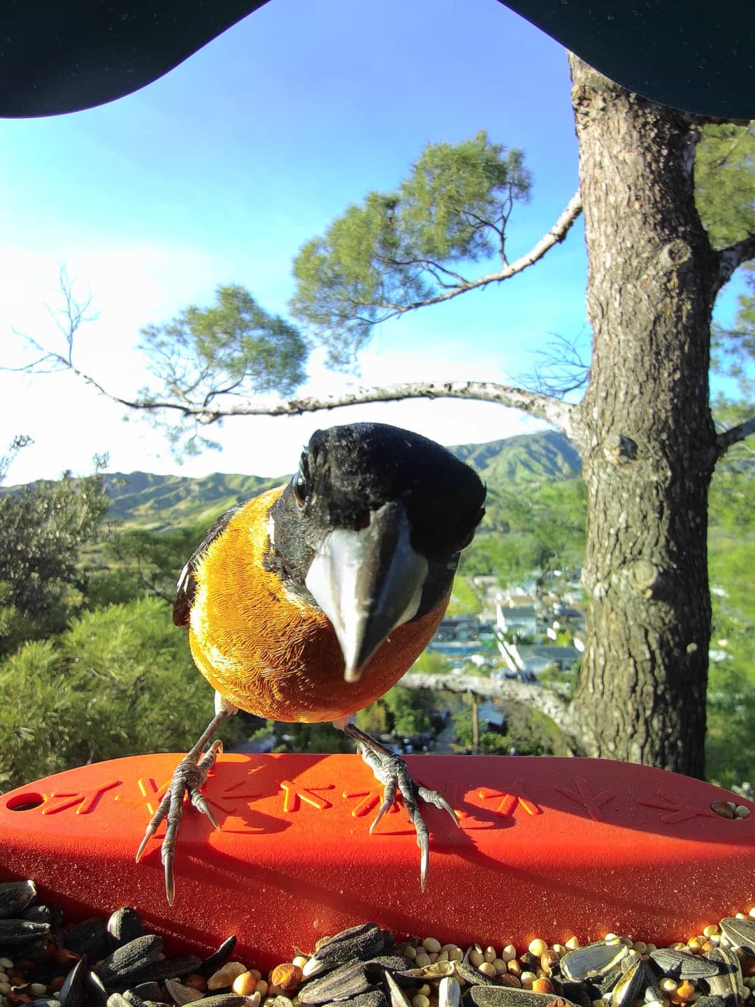 Black-Headed Grosbeak