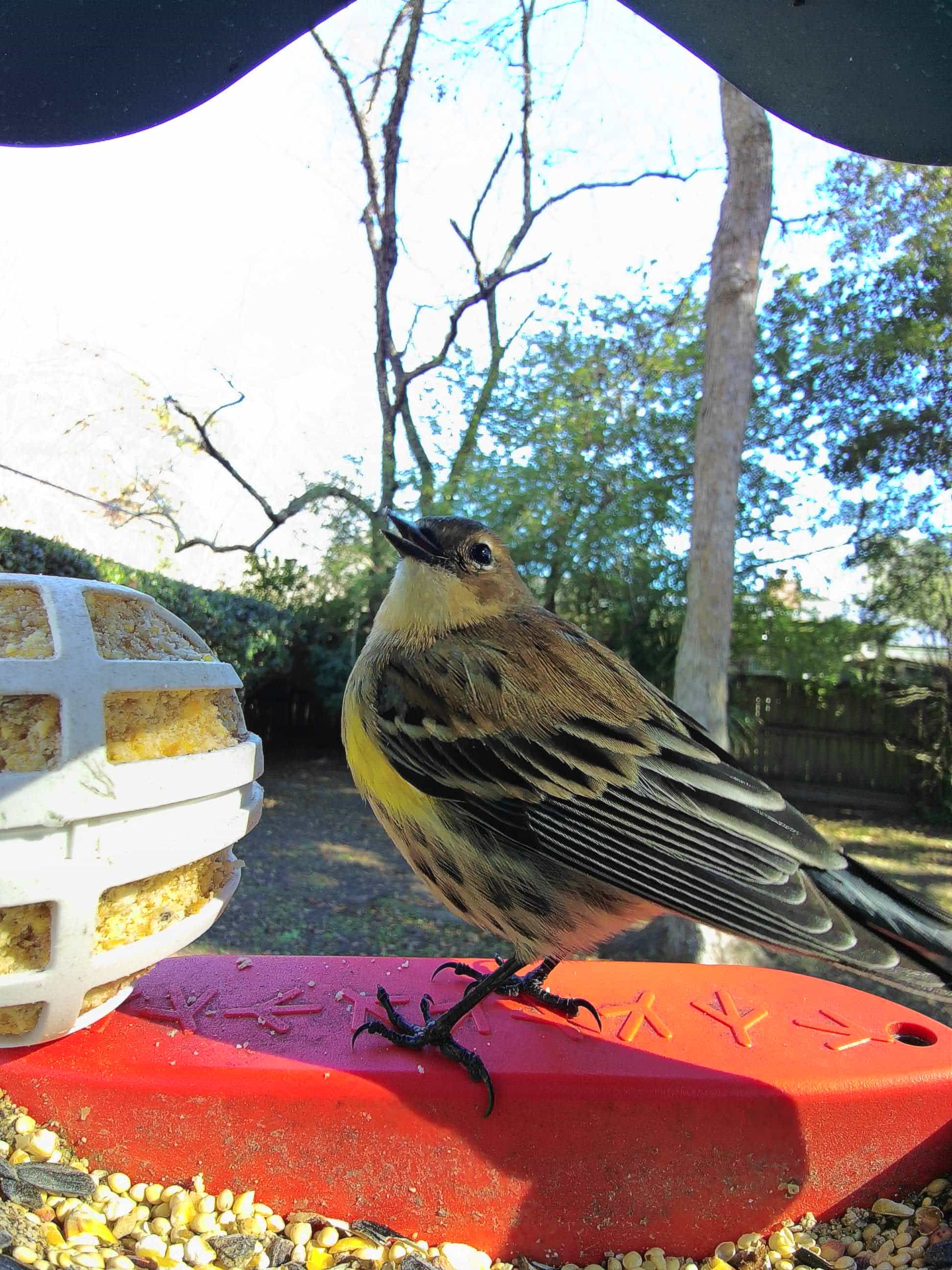 Red Wing on a feeder