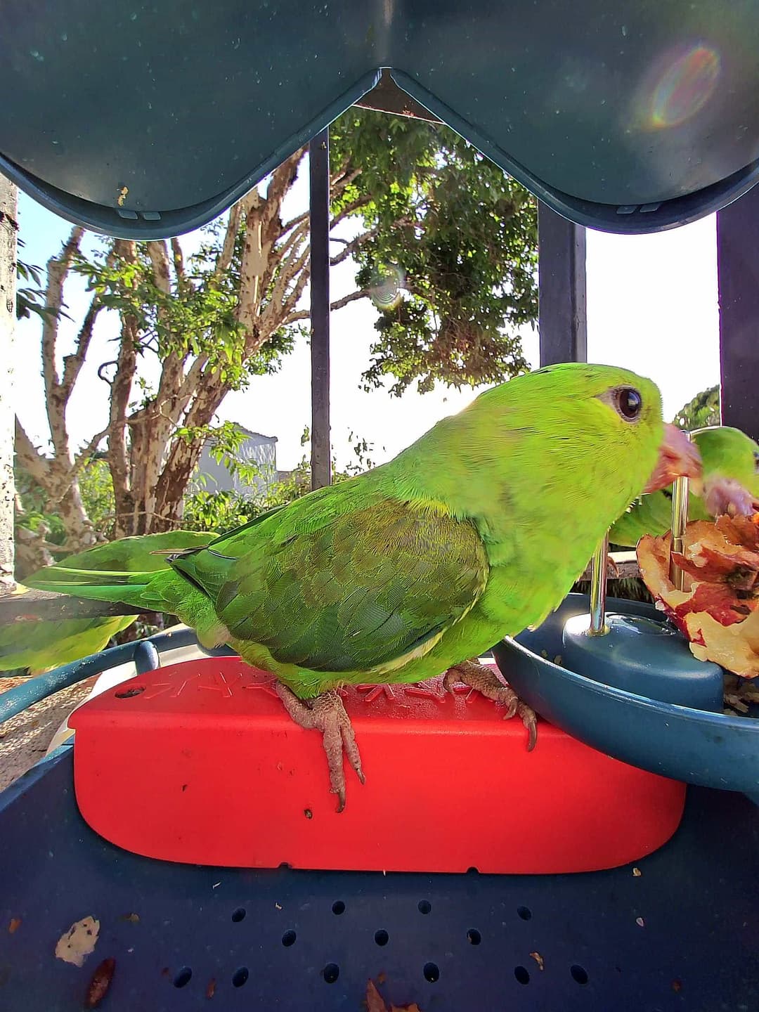 Plain Parakeet