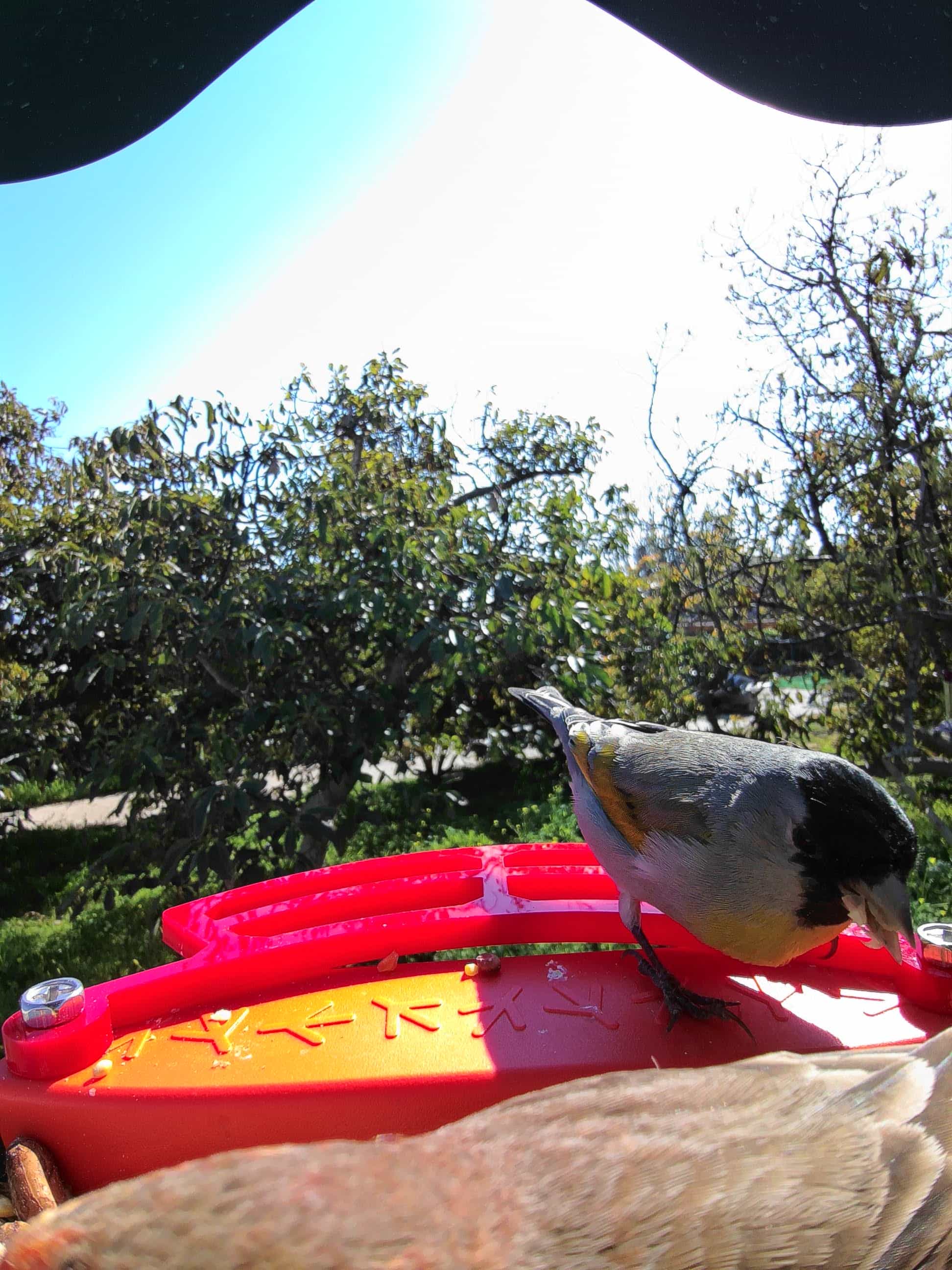 Carmichael on a feeder