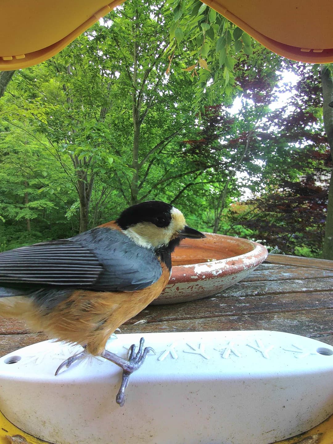 Varied Tit