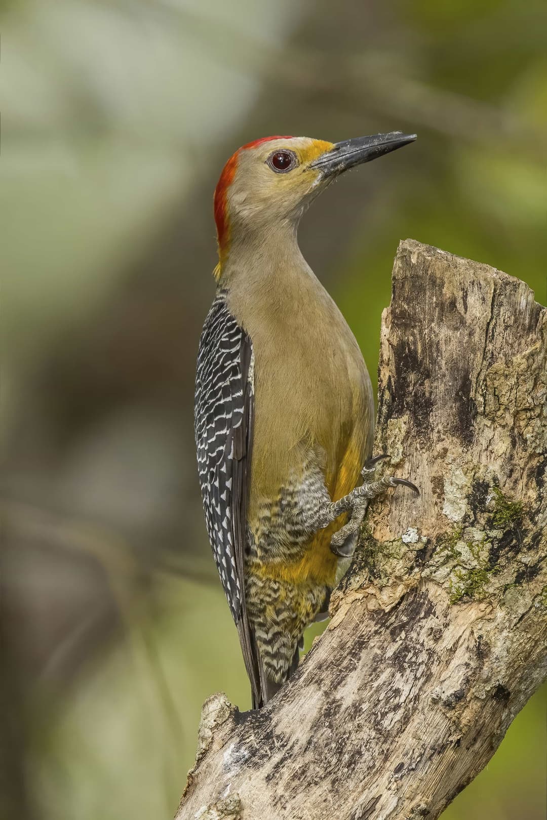 Velasquez's Woodpecker