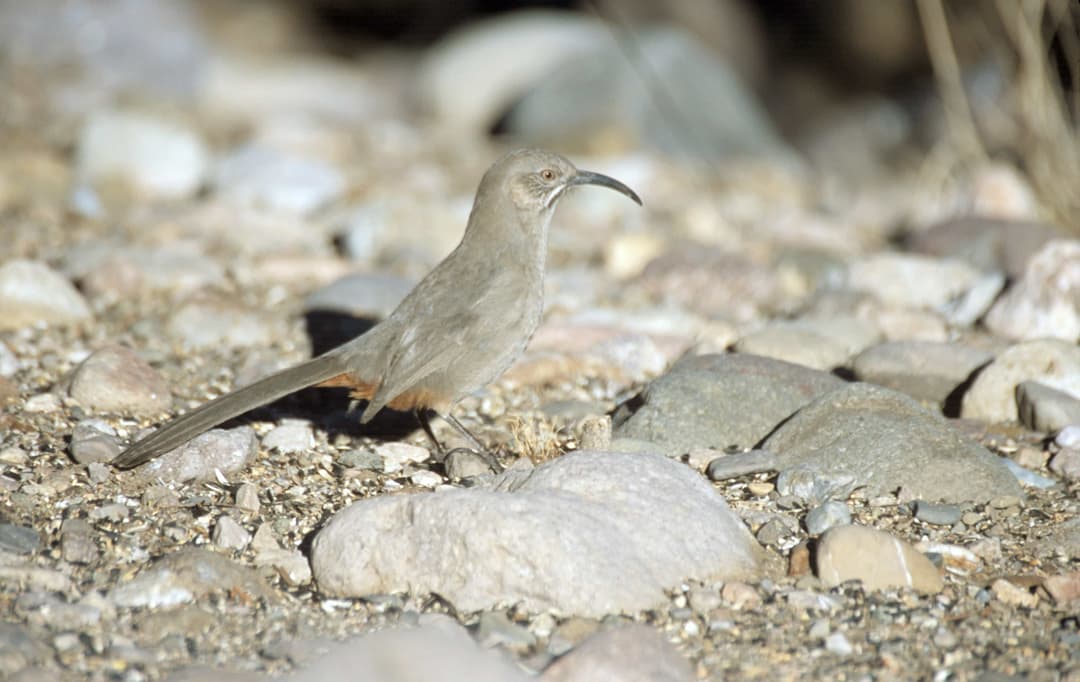 Crissal Thrasher
