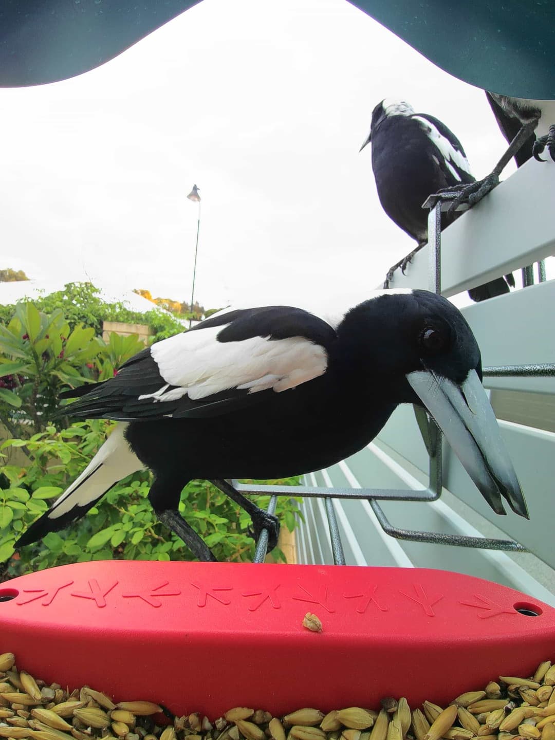 Australian Magpie