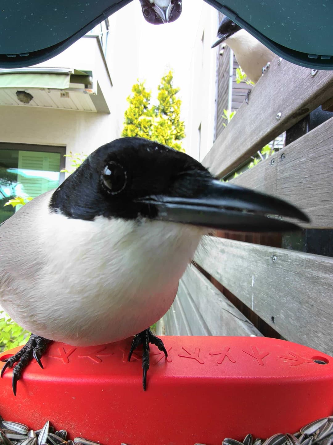 Azure-Winged Magpie