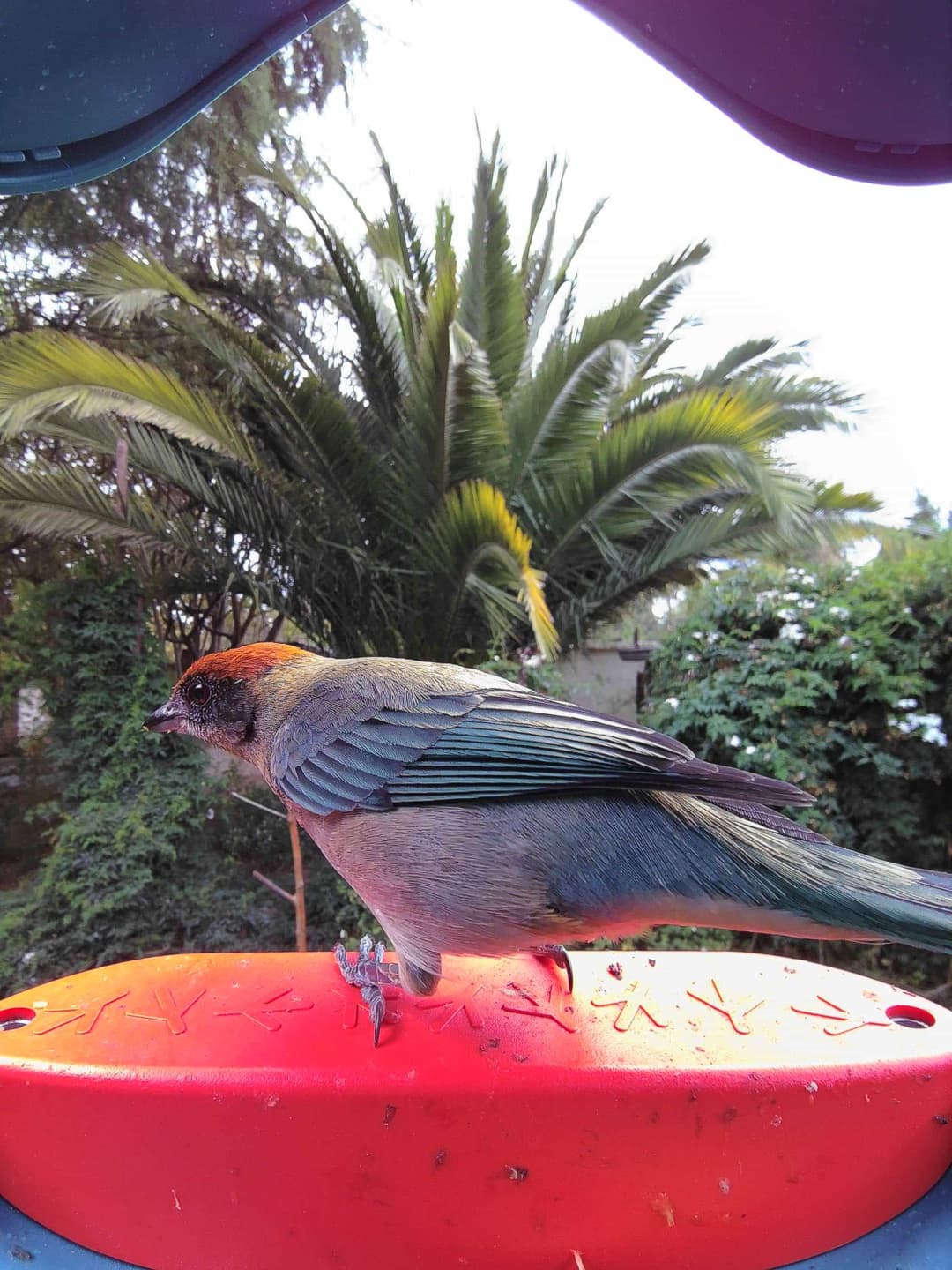 Scrub Tanager