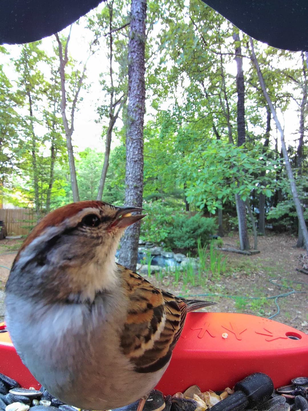 Chipping Sparrow