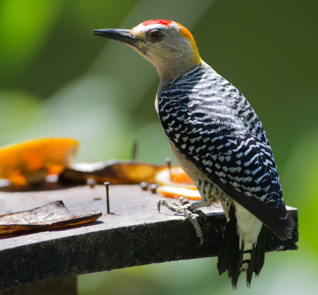 Hoffmann's Woodpecker
