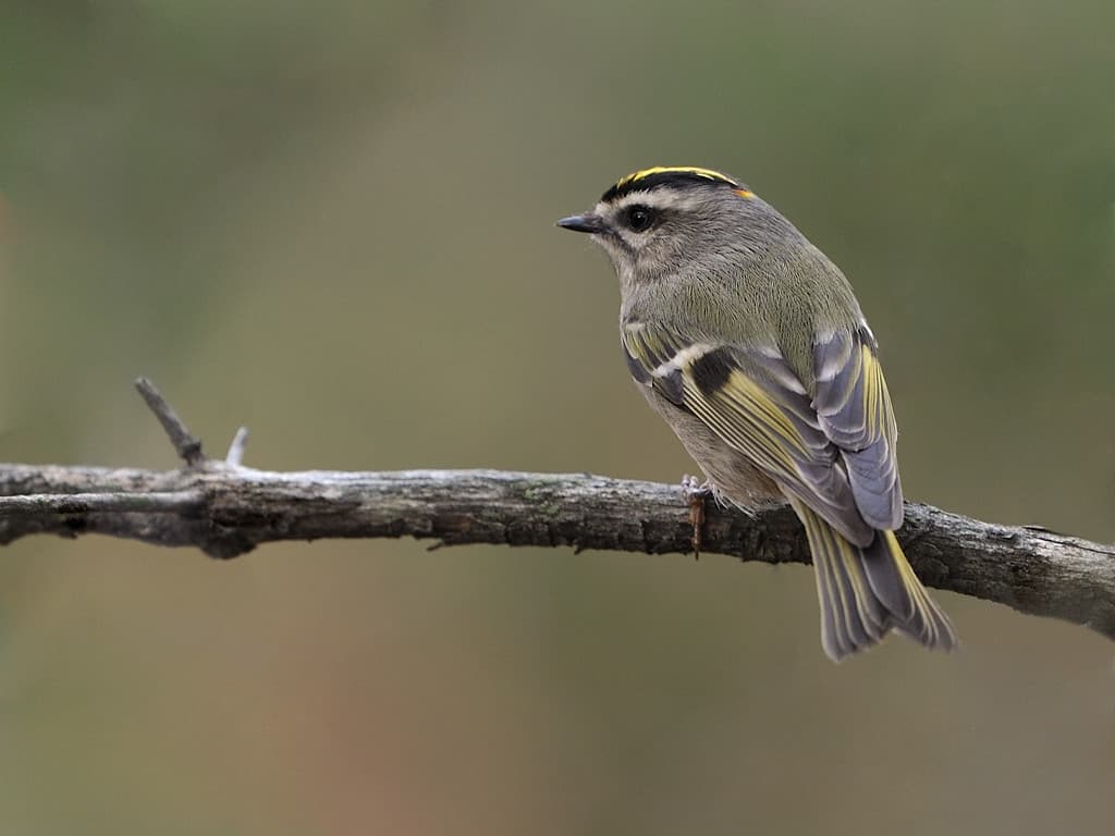 Alamogordo on a feeder