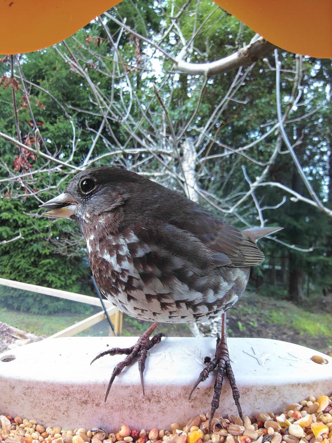Fox Sparrow