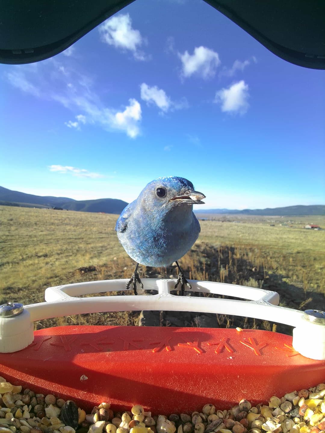 Mountain Bluebird