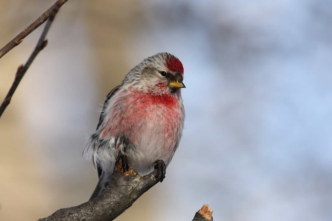 Arctic Redpoll