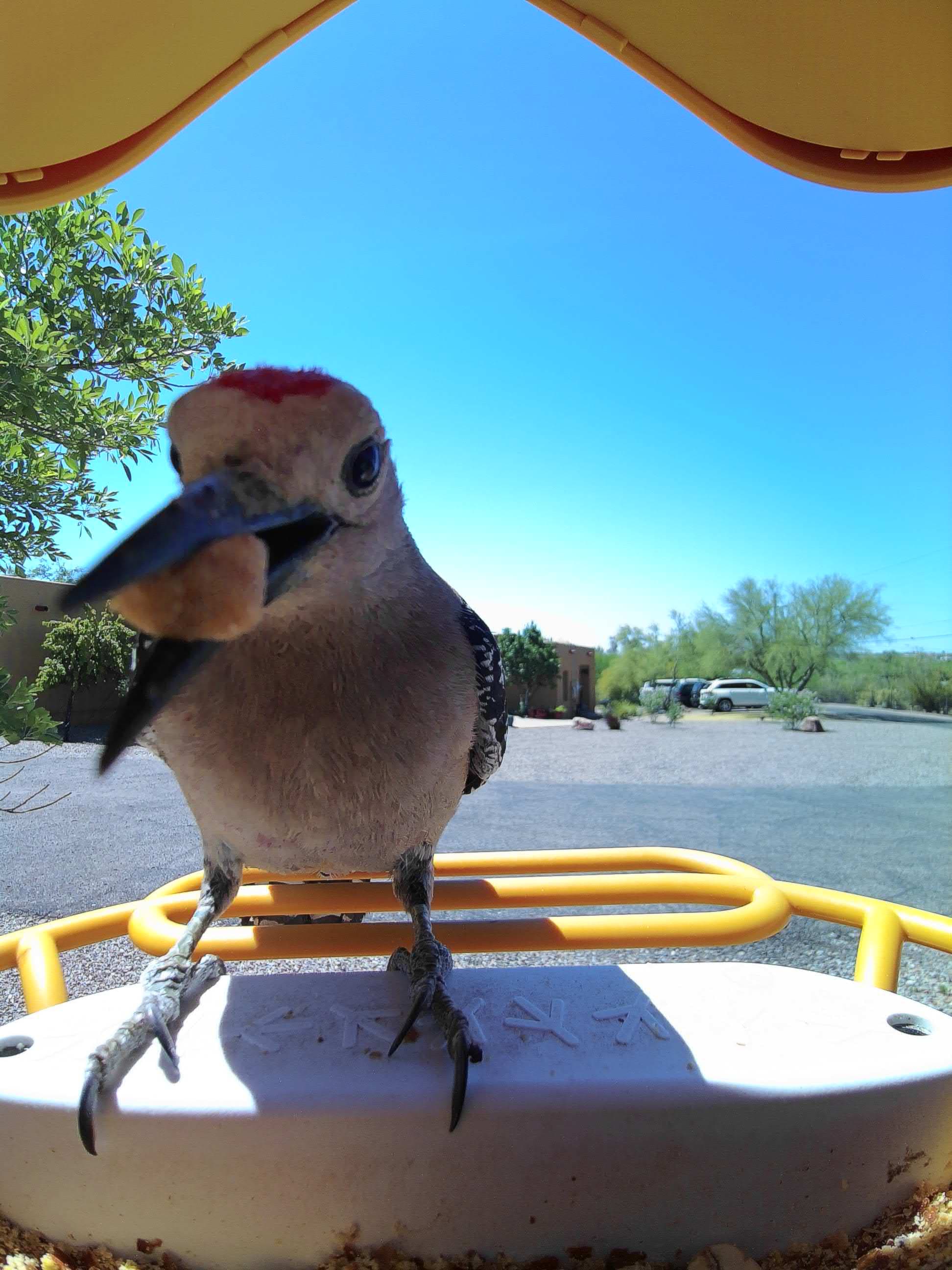Indio on a feeder