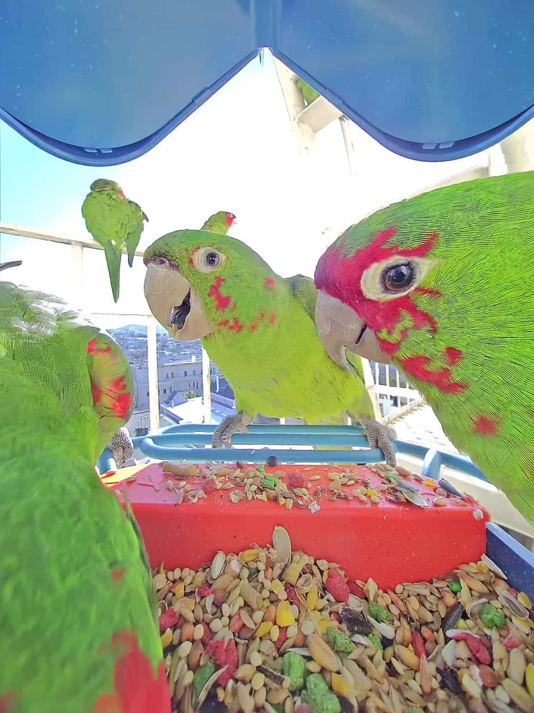 Red-Masked Parakeet