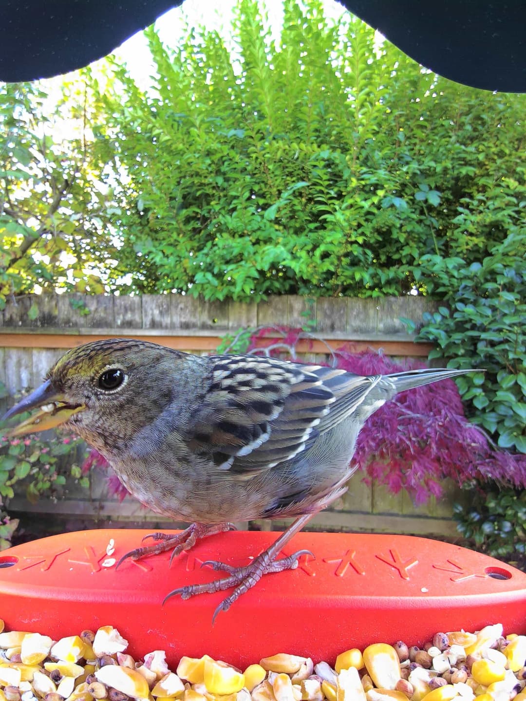 Golden-Crowned Sparrow