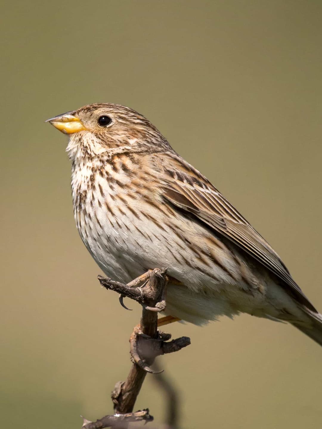 Corn Bunting